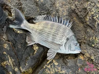 압해도 장감리 감성돔 포인트 소개와 혼자하는 낚시의 즐거움 완벽 낚시 가이드_3