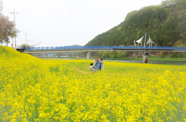 경북 유채꽃 명소 피는 시기