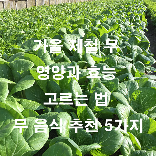 가을 제철 무 영양과 효능 고르는 법 무 음식 추천 5가지
