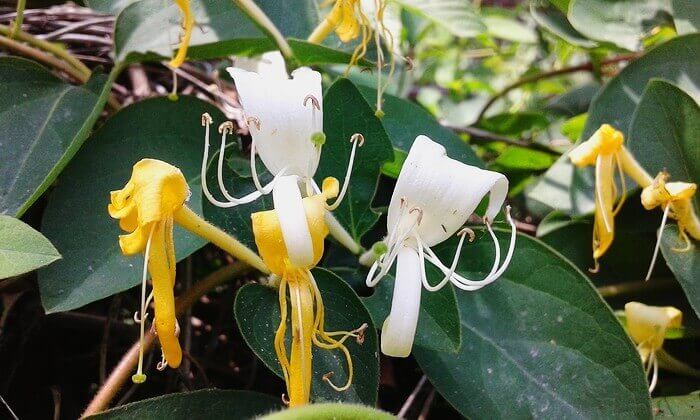 금은화(인동초) 9가지 효능 및 부작용과 복용법