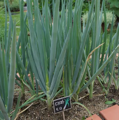 텃밭 대파 키우는 방법 파종 시기_3