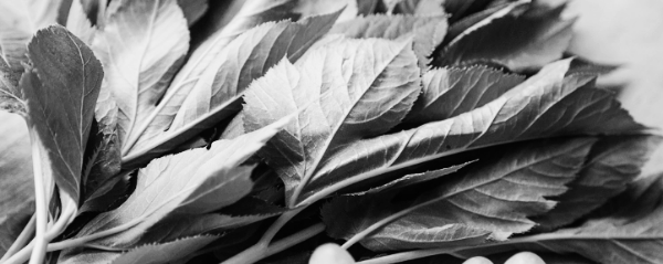 신선초 = 명일엽