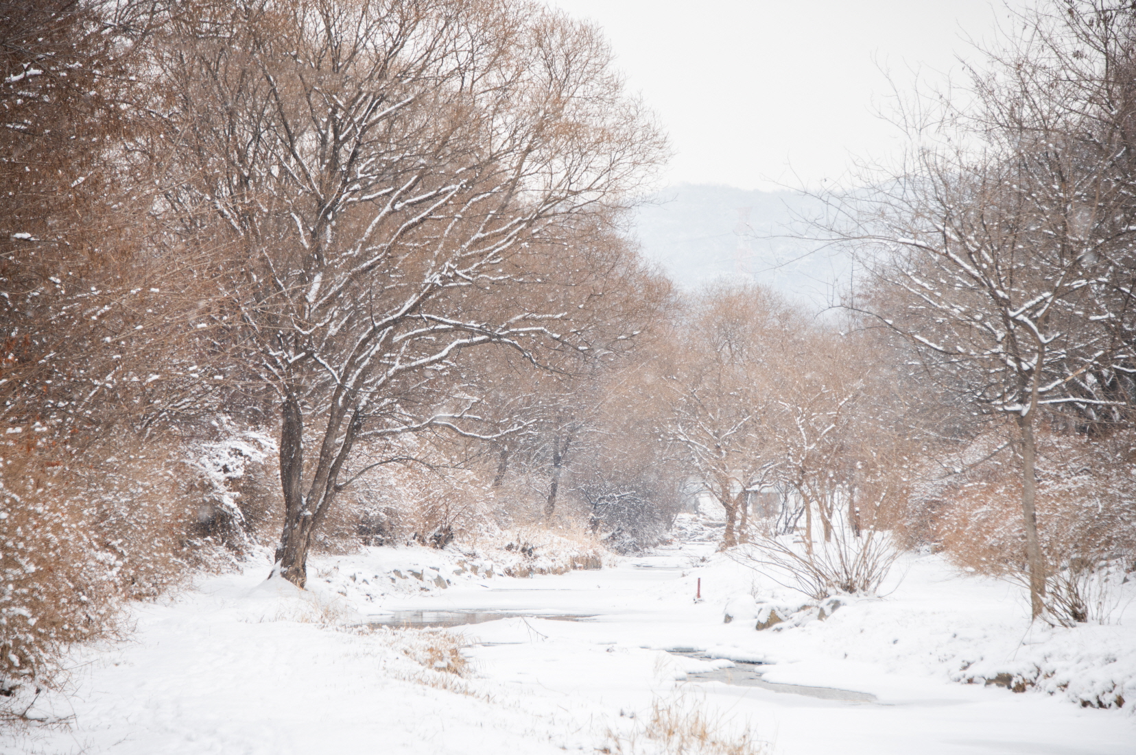 장수천 길을 걷다보면 상당히 나무들이 많이 있음을 알수있다.
