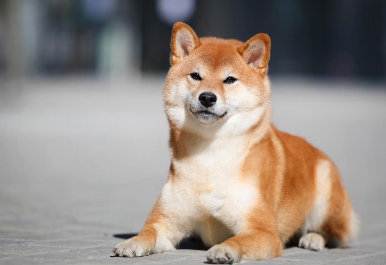 시바견