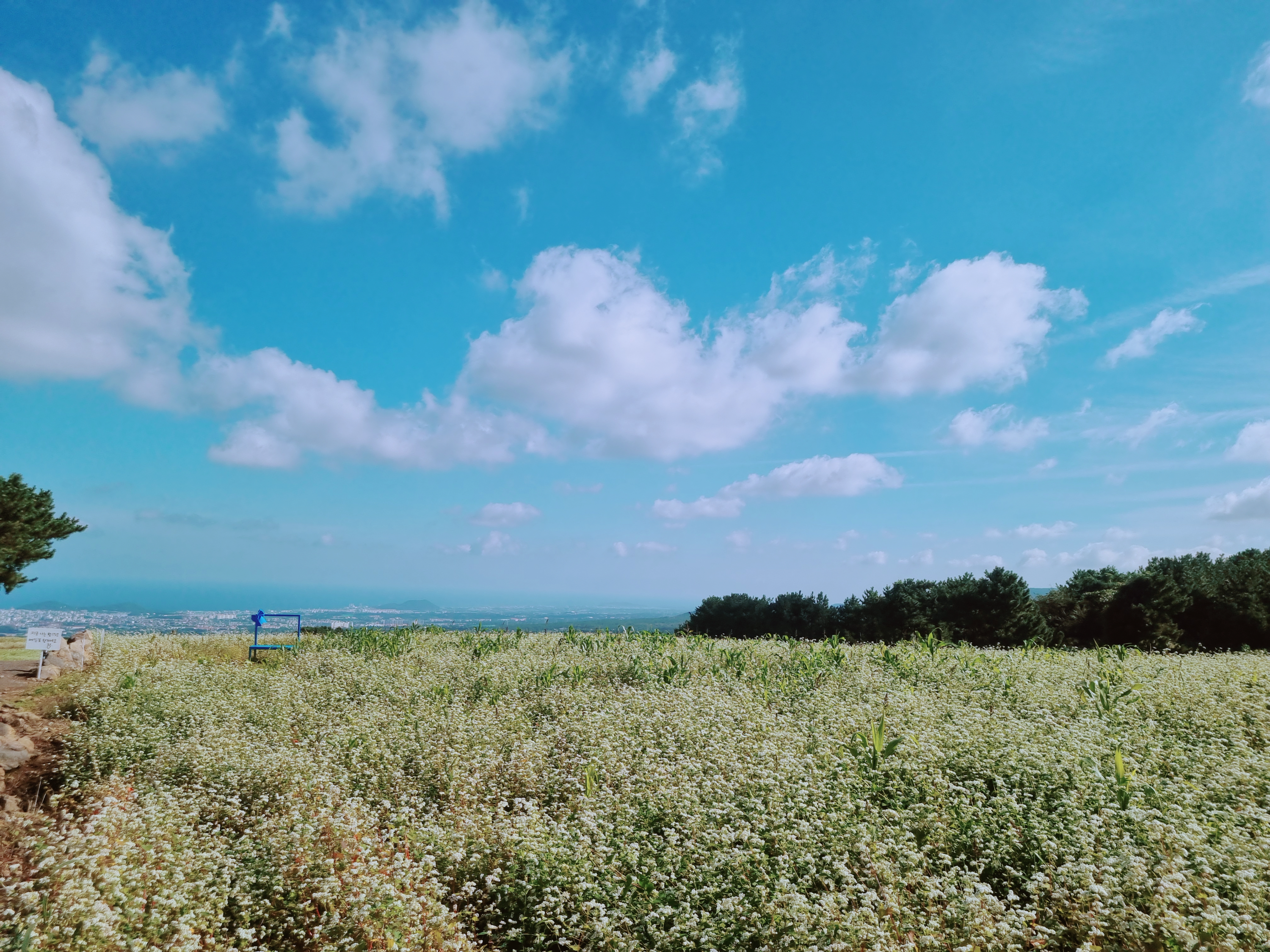 오라동 메밀꽃밭