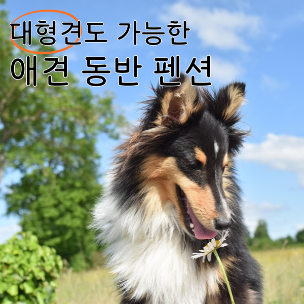 반려견 동반 펜션