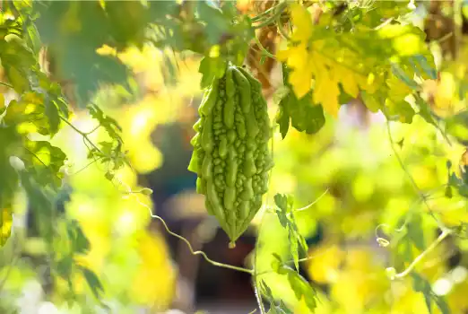 여주 효능 및 부작용, 여주 먹는 방법