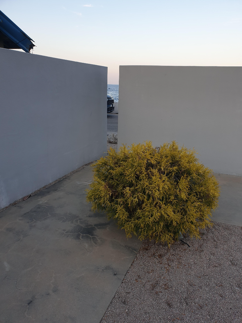 좁은 틈 사이로 보이는 바다와 그 앞에 노랗게 된 나무