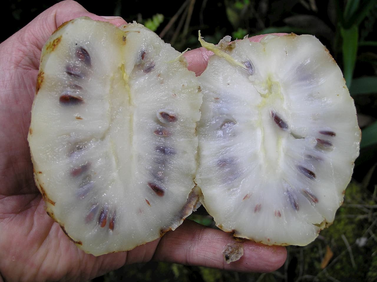 노니 열매 단면