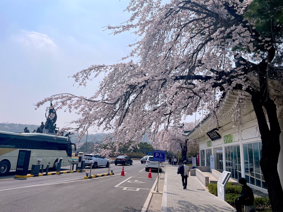 벚꽃