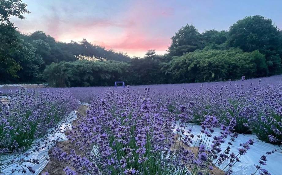 고창청농원 라벤더 축제