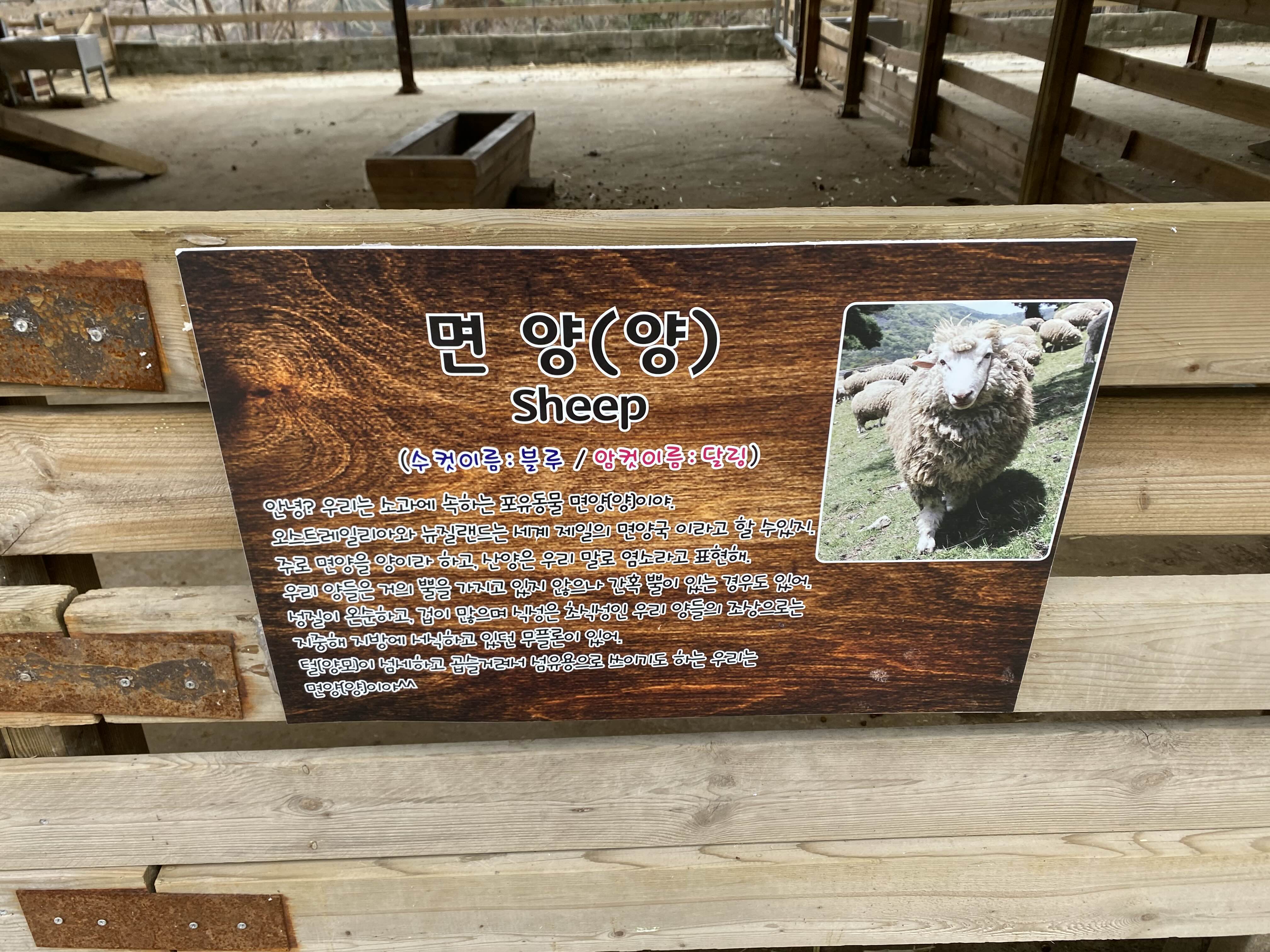 면양