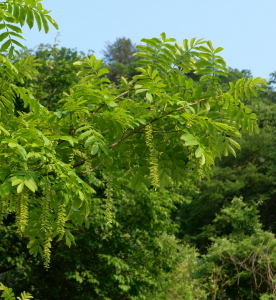 중국굴피나무 수형