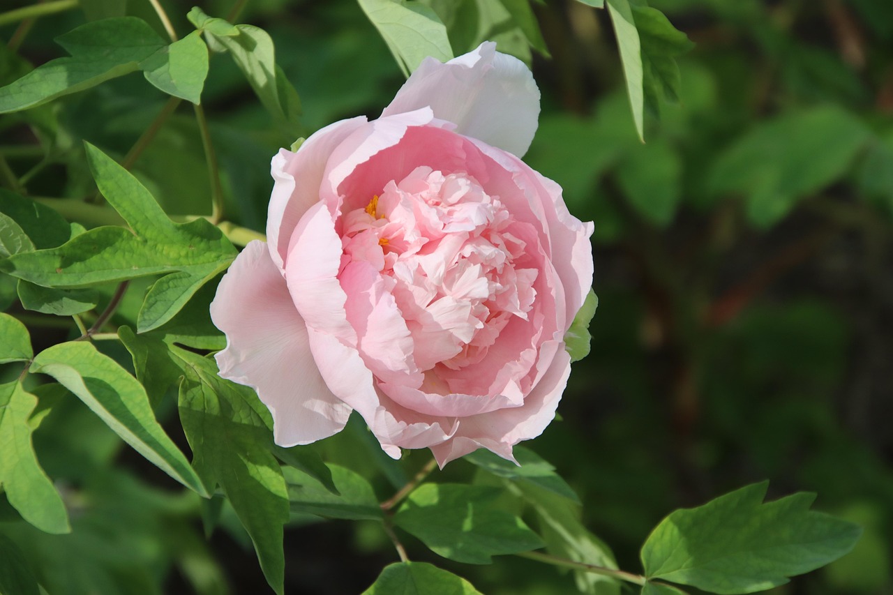 화순 연둔리 둔동마을 작약꽃 숲정이