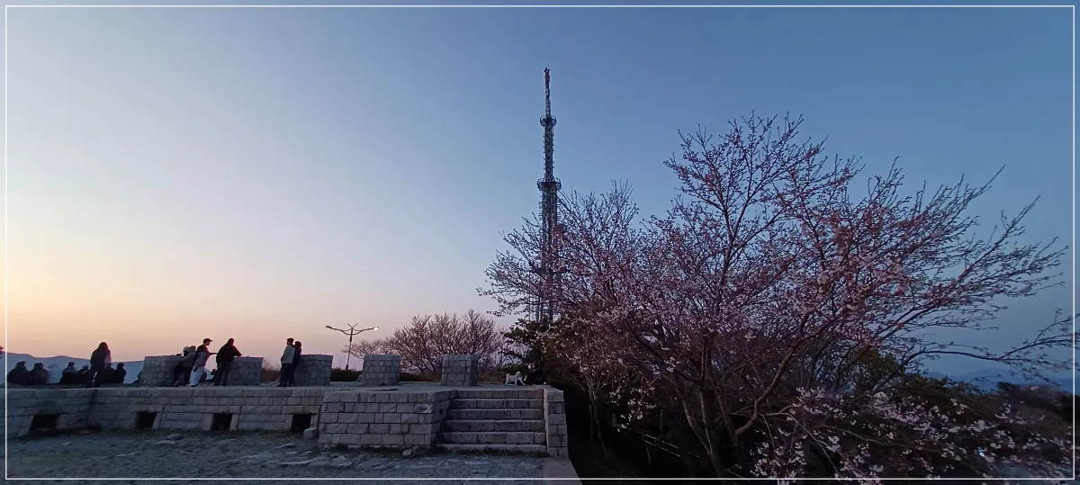 황령산봉수대-벚꽃과-일몰