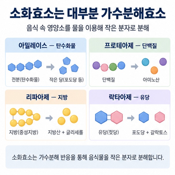 아밀레이스, 프로테아제, 리파아제, 락타아제가 탄수화물·단백질·지방·유당을 분해하는 모습을 표현한 이미지