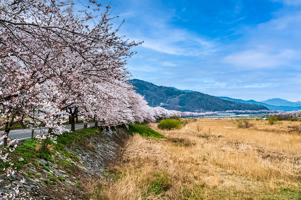 보령 주산 벚꽃 축제