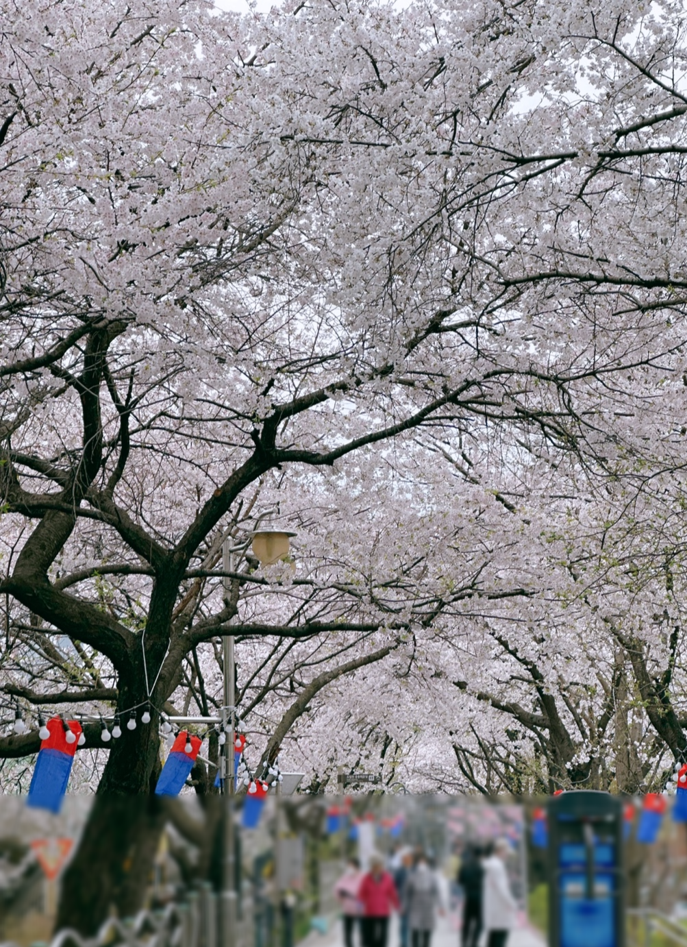 신대방역 벚꽃길