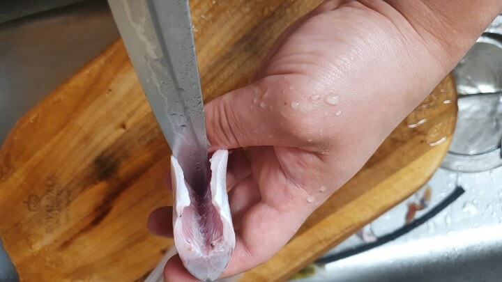 전어의-신장을-제거하는-모습