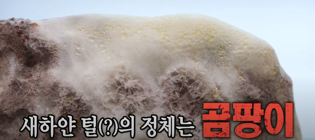 미운우리새끼 배성재 털곰팡이 스테이크 식당