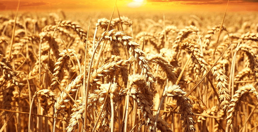 보리와 보리차 사진 - 2