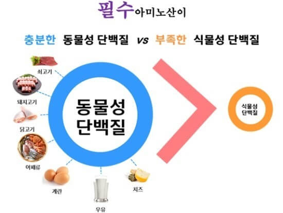 동물성 단백질과 필수 아미노산
