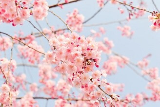 진해 군항제 벚꽃축제