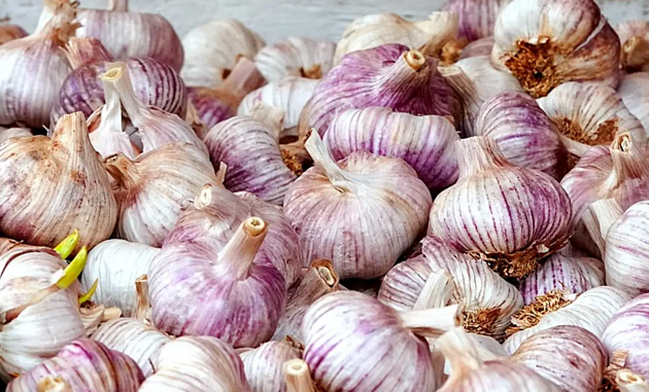 마늘장아찌 담그는법