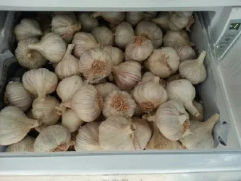 통마늘 지퍼백 보관 효과 오래 보관하는 방법_18