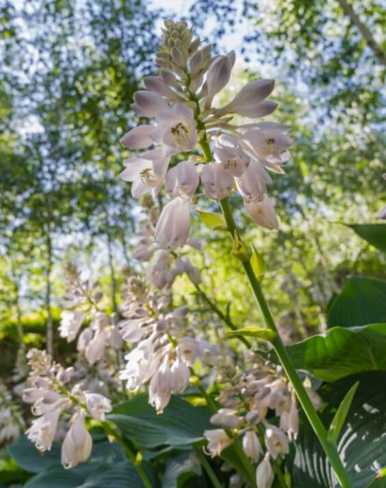 화담숲 모노레일 예매하기