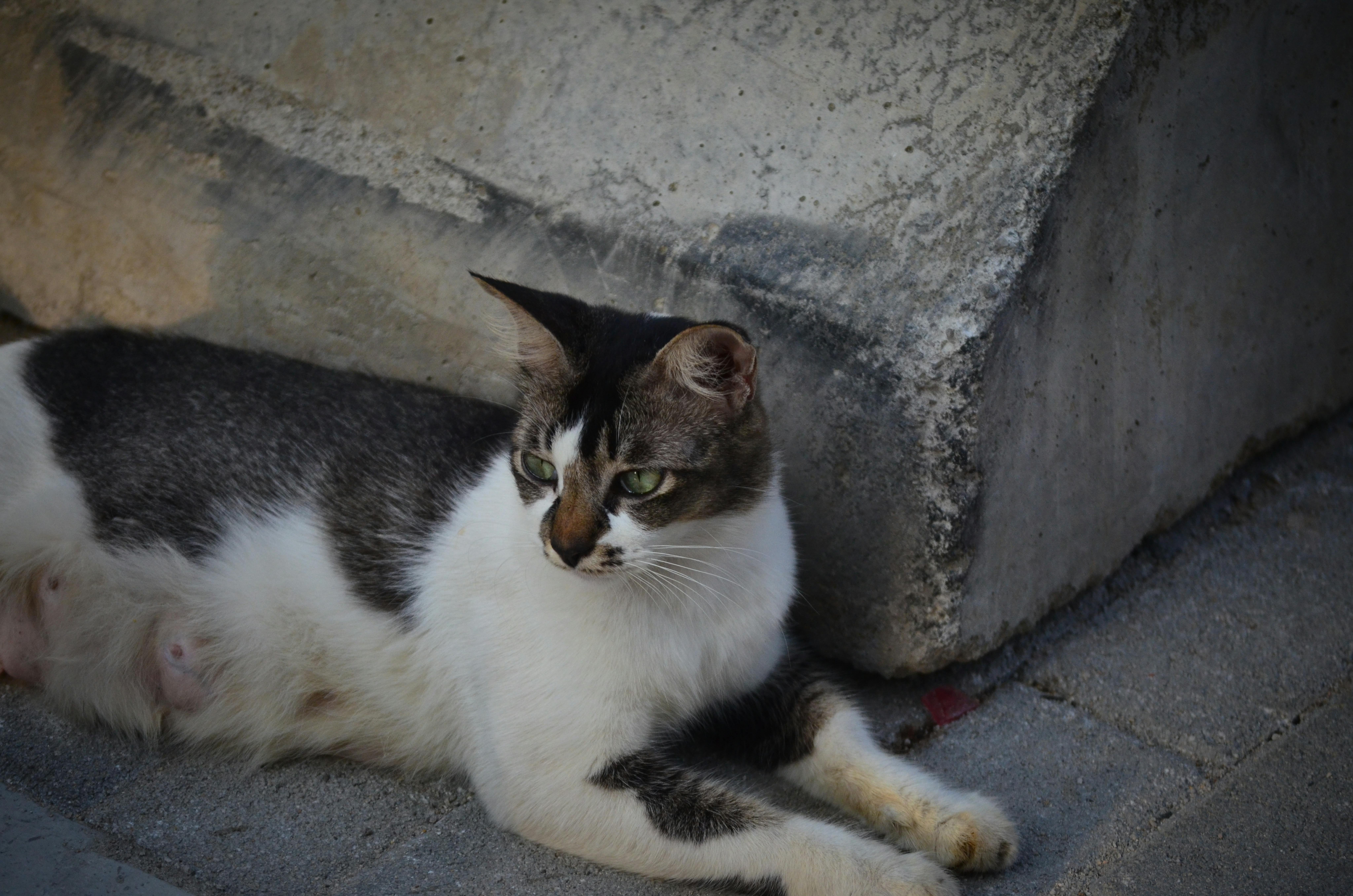 고양이 납치 이후에 내가 행복감을 느끼는을 상징하는 이미지