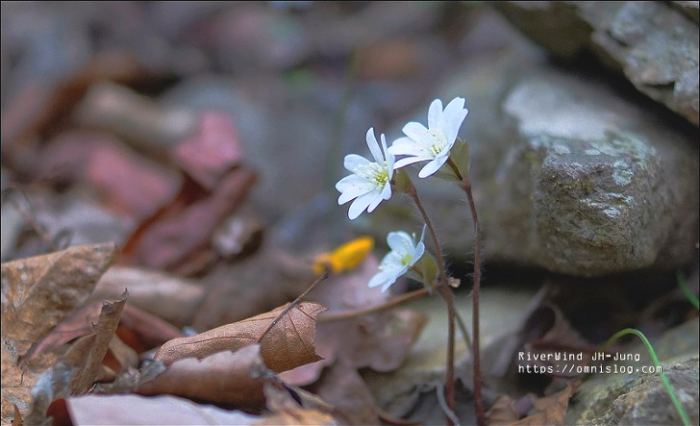 천성산 상리천 야생화 트레킹