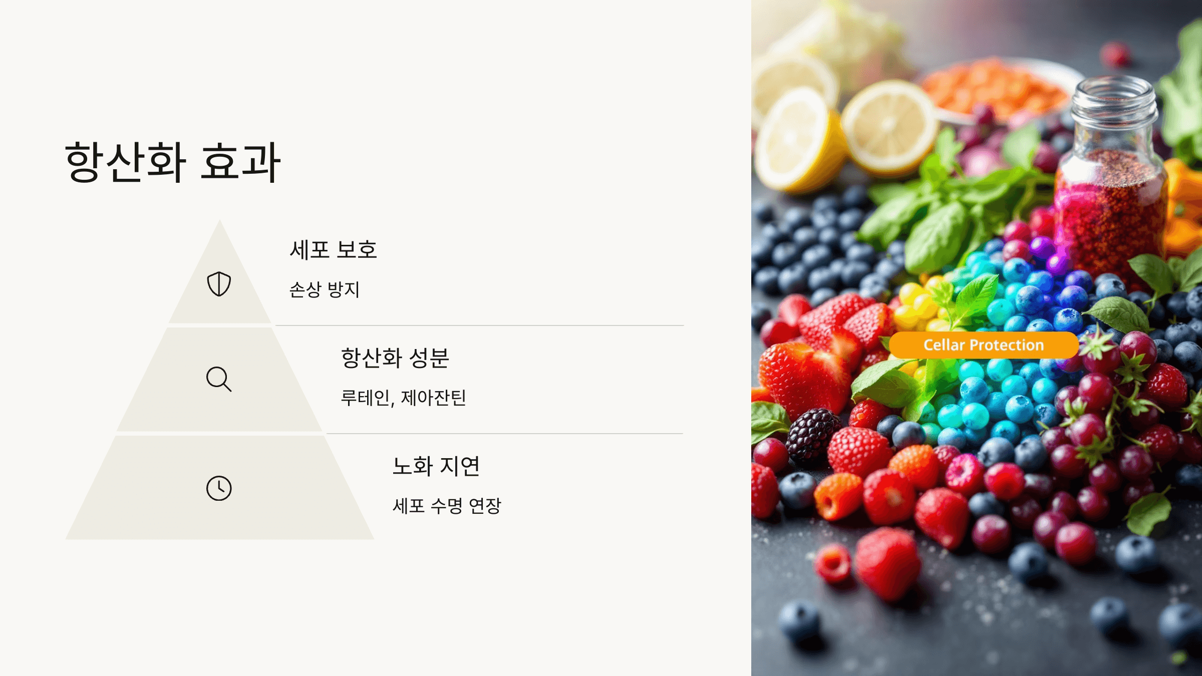 파로 효소와 관련된 사진입니다.