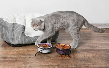 먹이 접시를 지나가는 고양이.