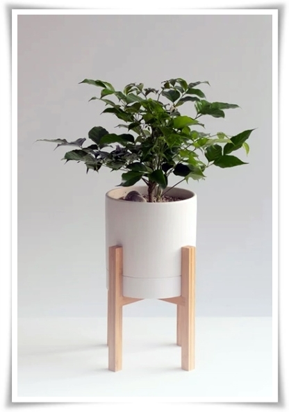 &quot;녹보수 키우기&quot; 집안에 행복과 행운을 불러오는 녹색의 보석 화초!