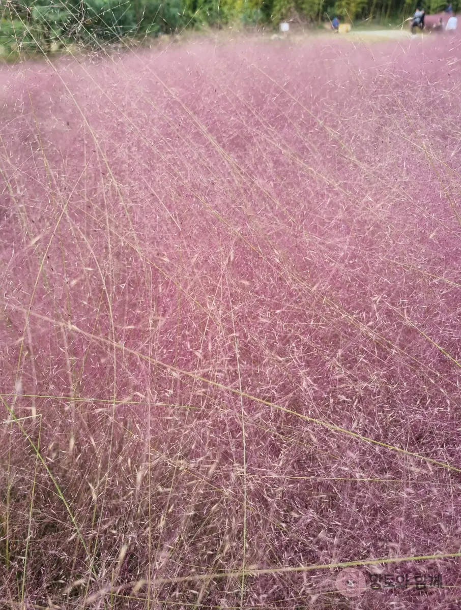 가까이-보면