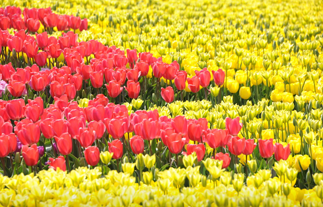 봄꽃구경 가볼만한 곳