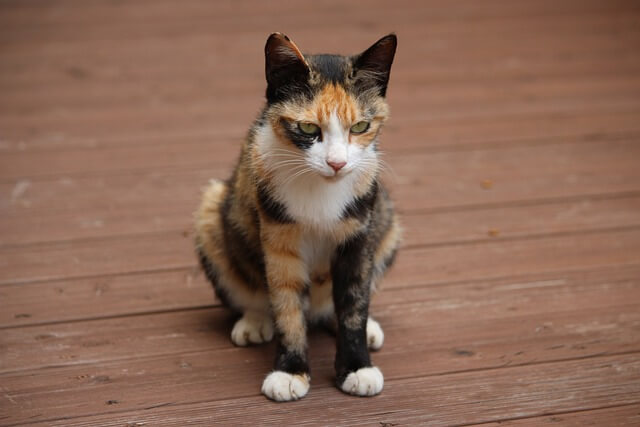 사망한 반려동물 등록해지