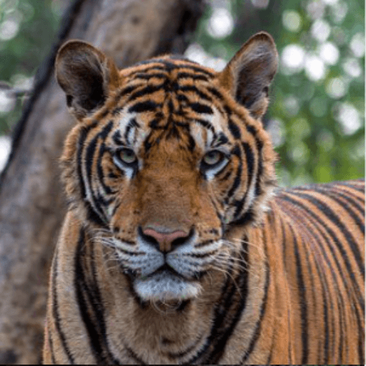 짐승 꿈 해몽 풀이