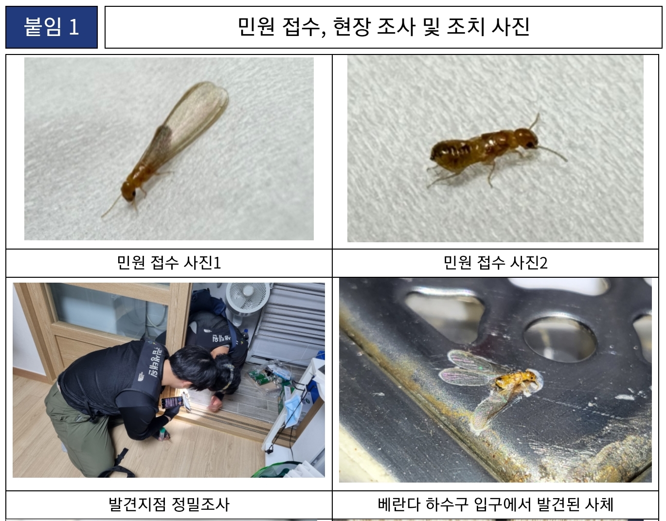 마른나무 흰개미