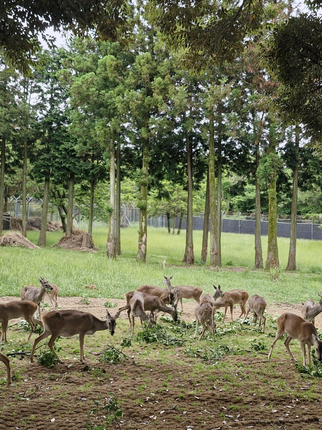 노루생태관찰원 노루체험