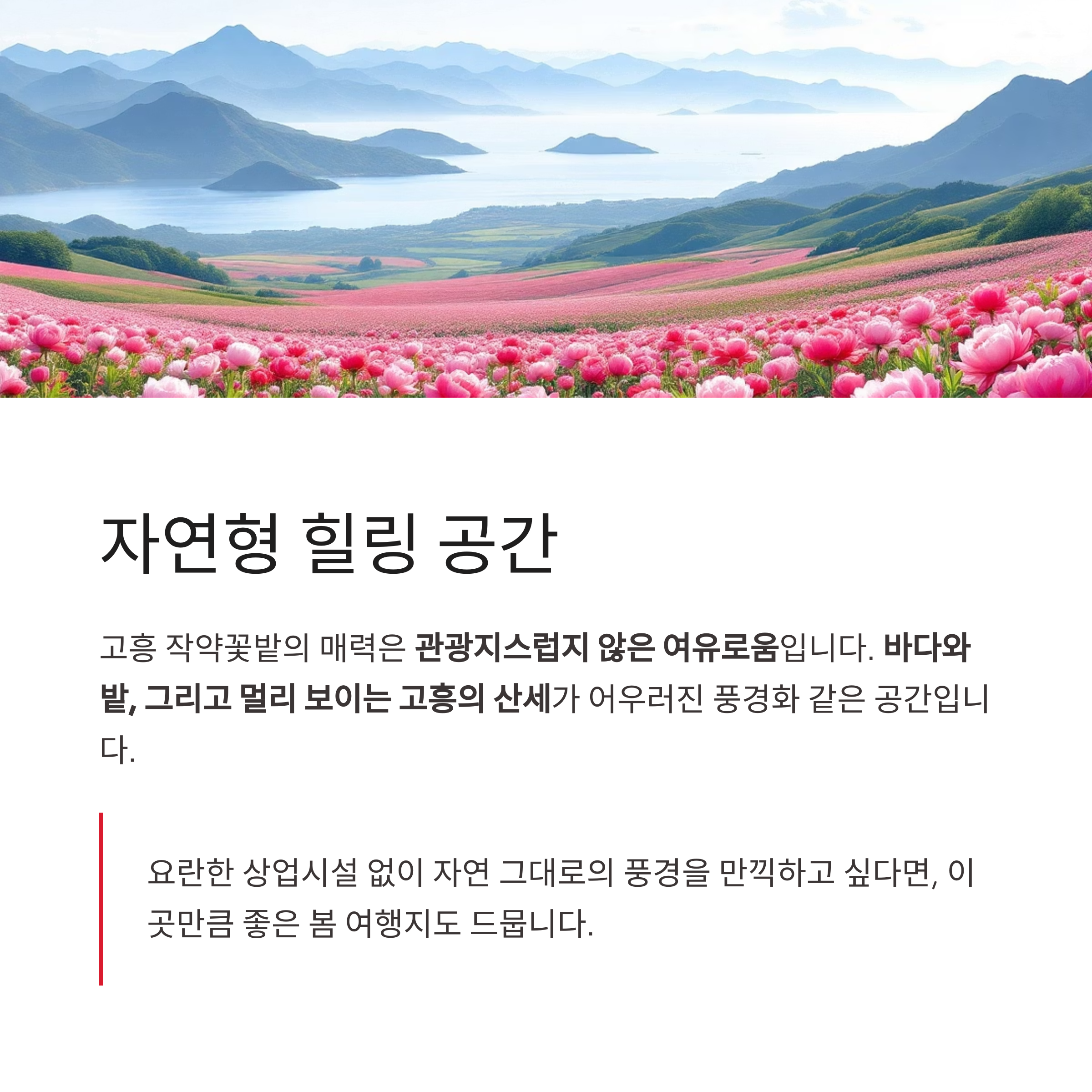 고흥 작약꽃밭, 남도 끝자락에서 피어난 봄의 절정