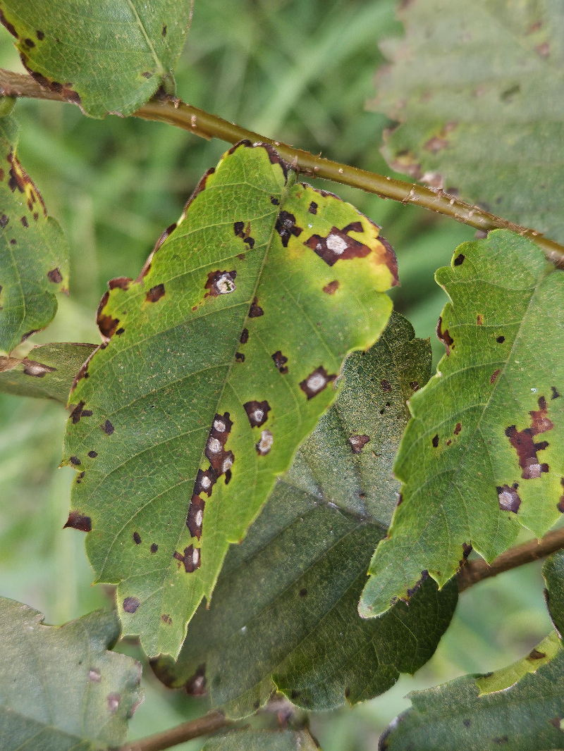 느티나무 흰별무늬병2