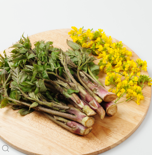 경남 산청 산나물 ‘눈개승마’ 구매처