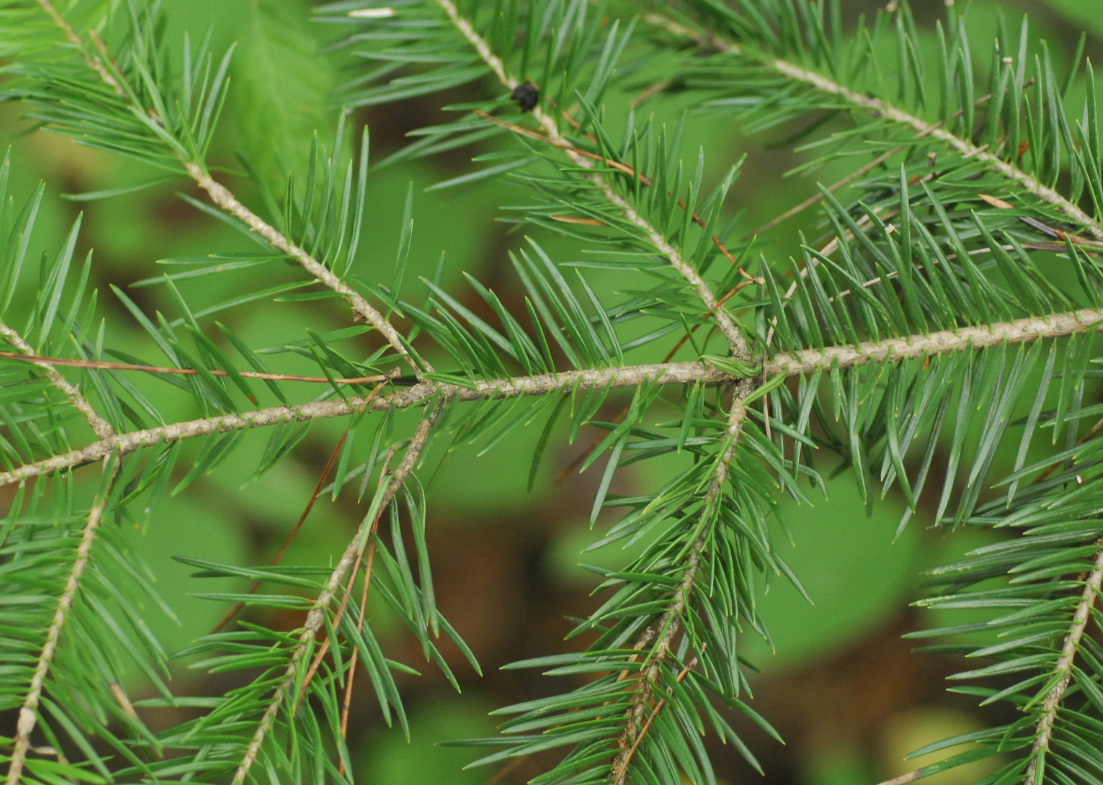 전나무 잎