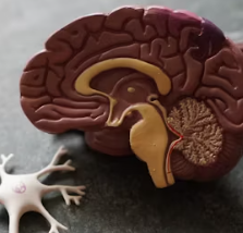 당귀 효능 부작용 뿌리 고르는법