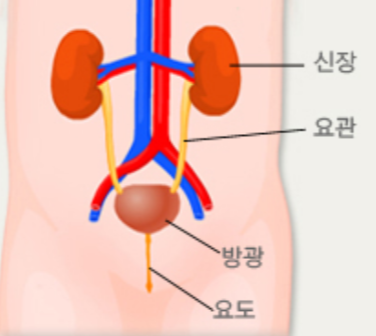 요로감염 영향받는 기관들