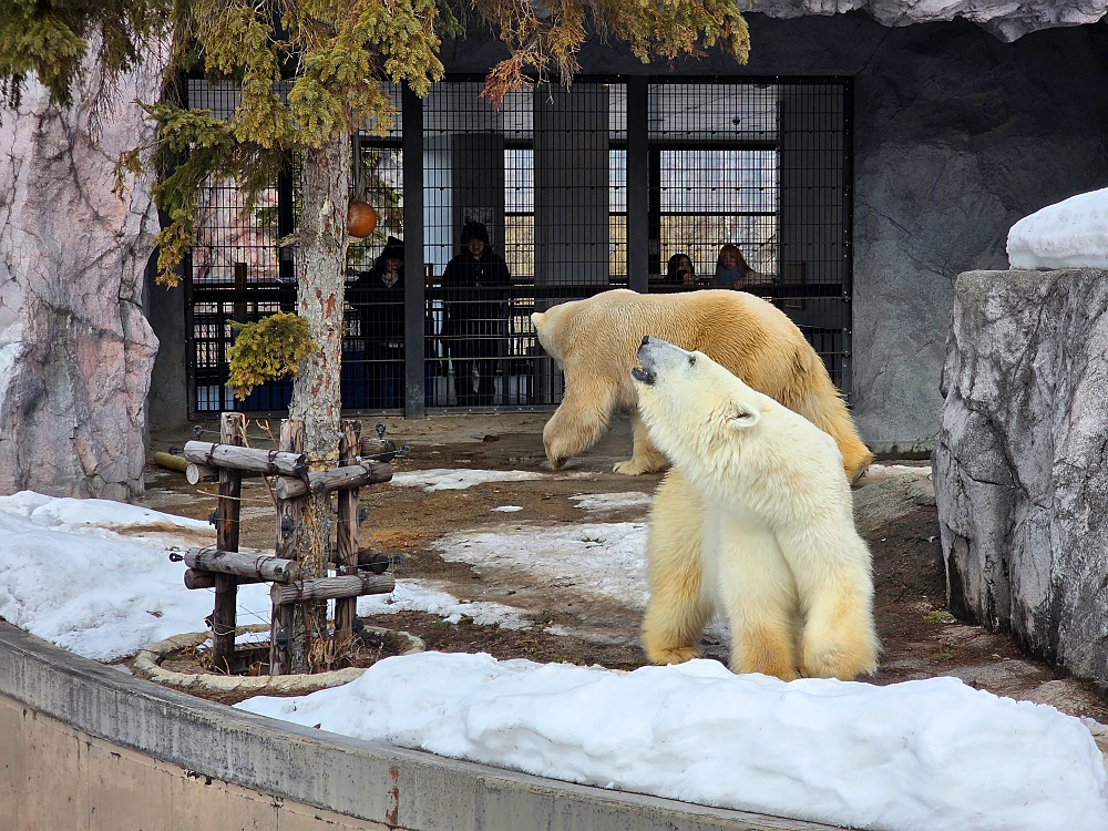 아사히야마 동물원 펭귄 워크 관광10
