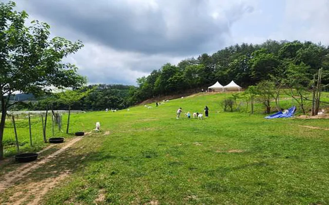함안양떼목장