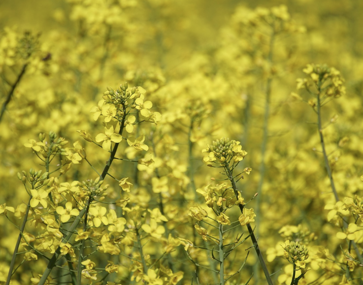 창녕 낙동강 유채축제